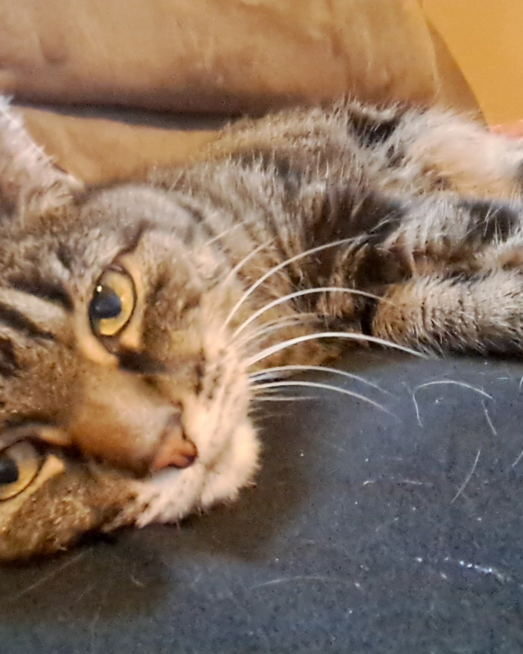 Nessa💗✨ the Domestic short hair tabby (we think). Cat, Kitten, Abyssinian