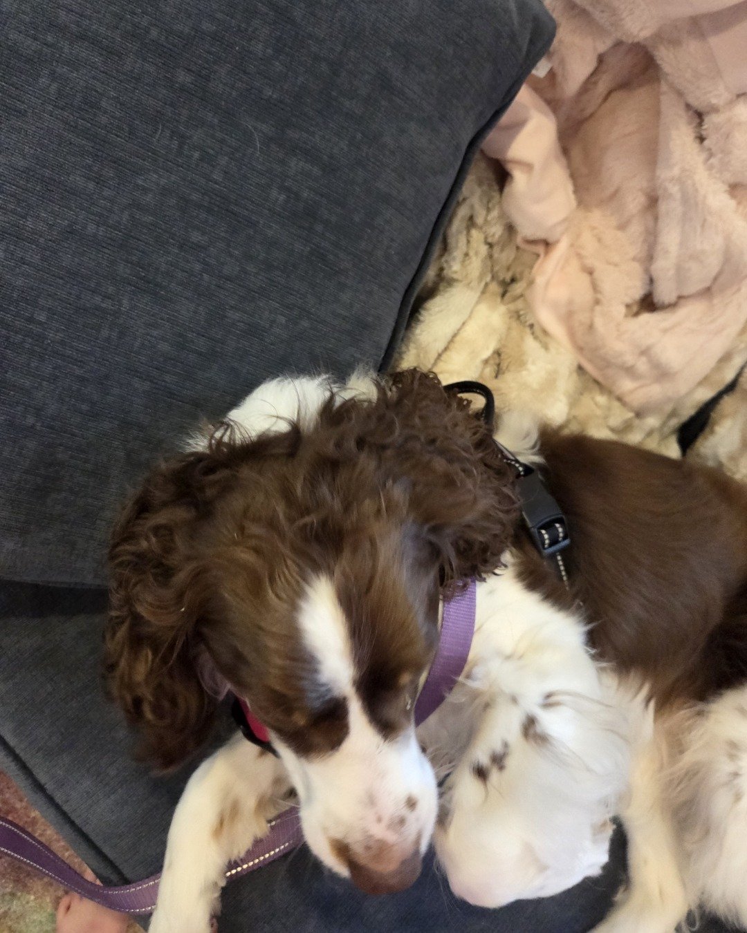 Sparky the English Springer Spaniel. Dog, Puppy, Couch, Furniture, Cocker Spaniel, Cushion