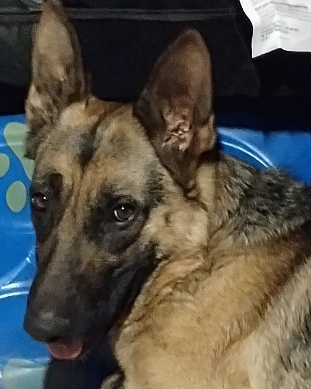 Echo the German Shepherd. Dog, German Shepherd