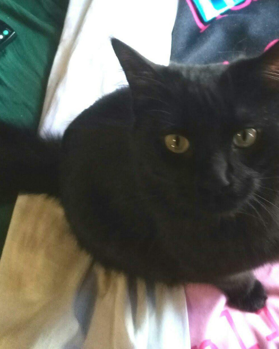 Sylvester the Unsure. Black Cat, Cat