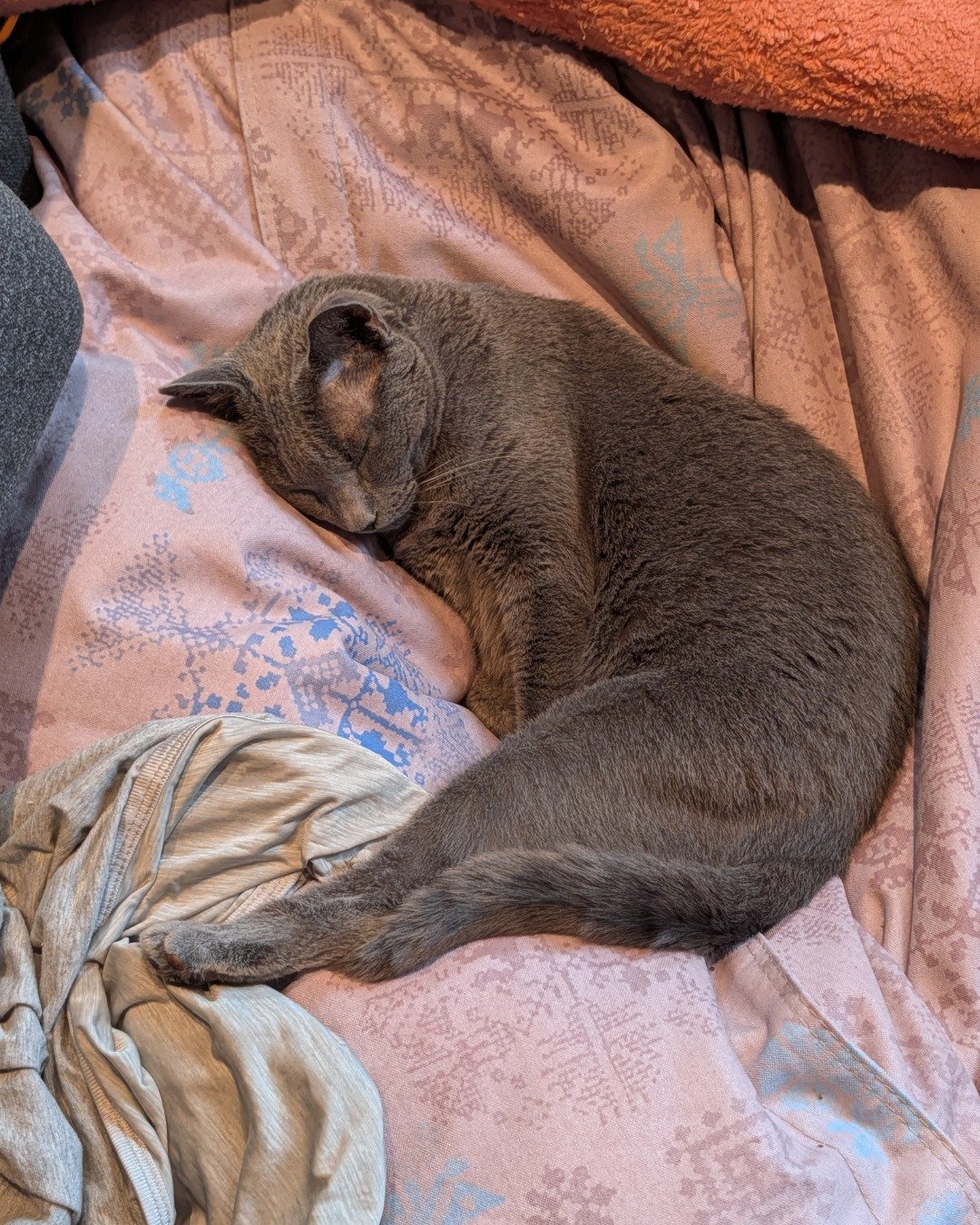 Theseus. Blanket, Abyssinian, Cat, Furniture