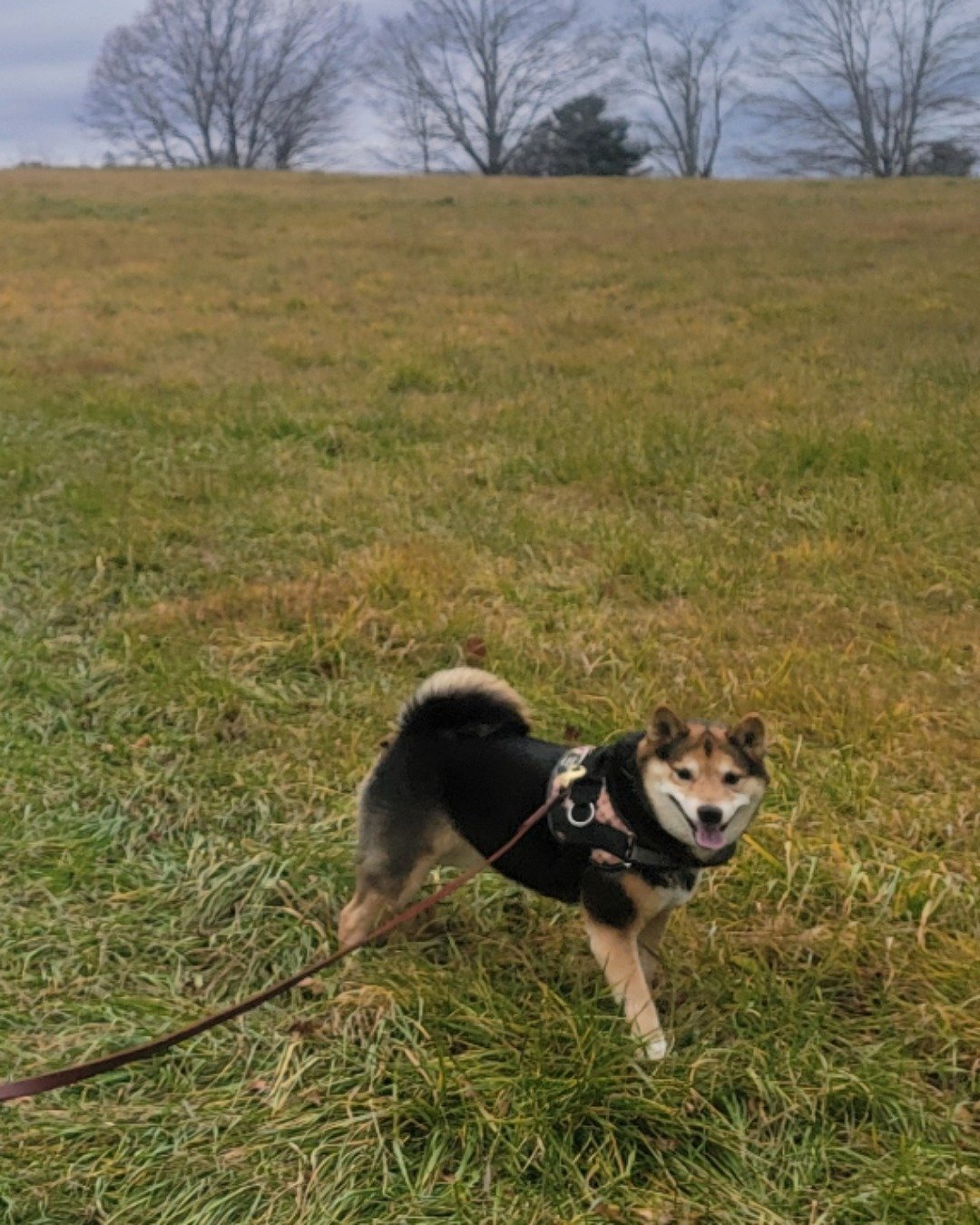 Ezra the Shiba inu. Accessories, Strap, Grass, Plant, Field, Grassland