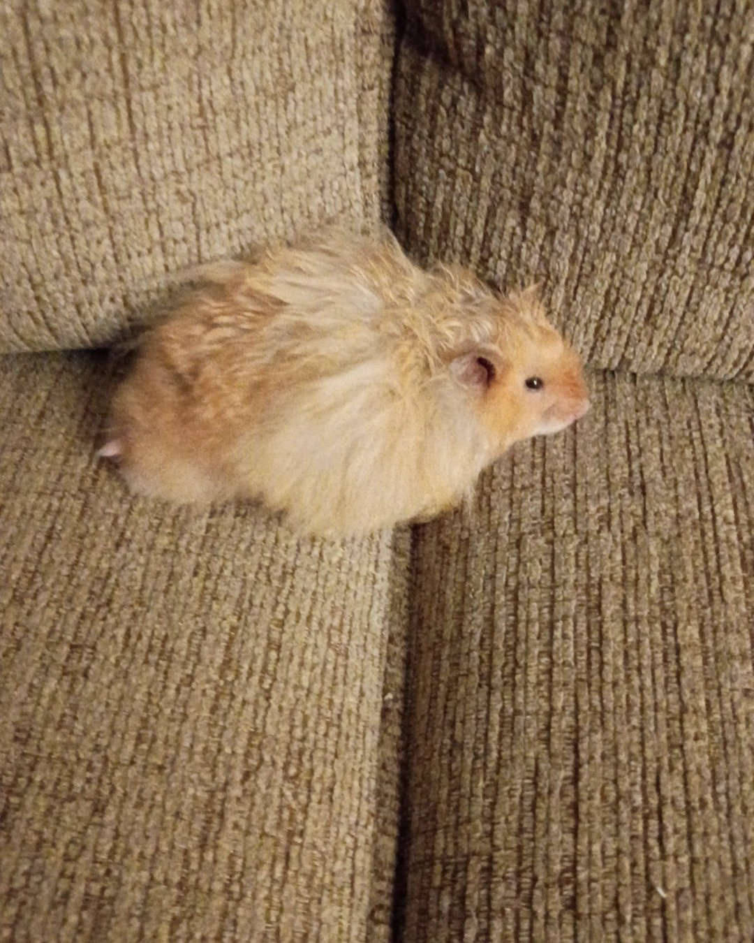 Alex the golden hamster. Rat, Rodent, Hamster