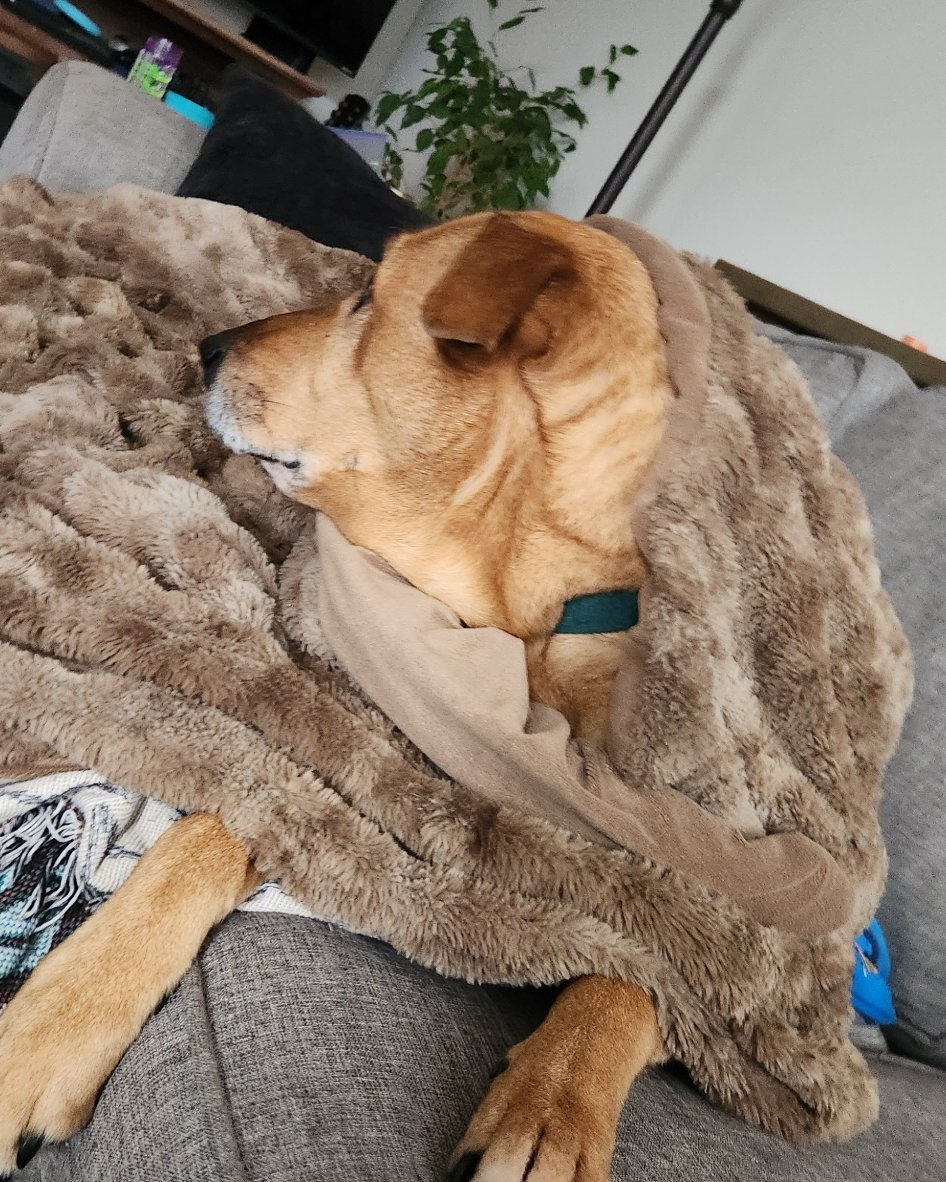 Stitch the RhodesIan ridgeback. Blanket, Dog