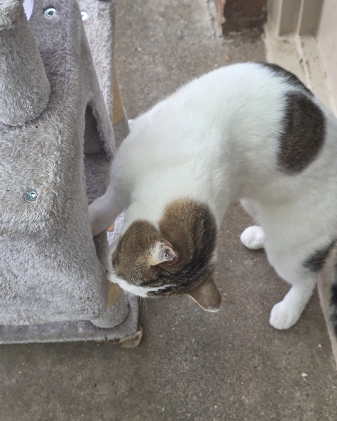 Rascal. Cat, Manx, Kitten, City, Bear