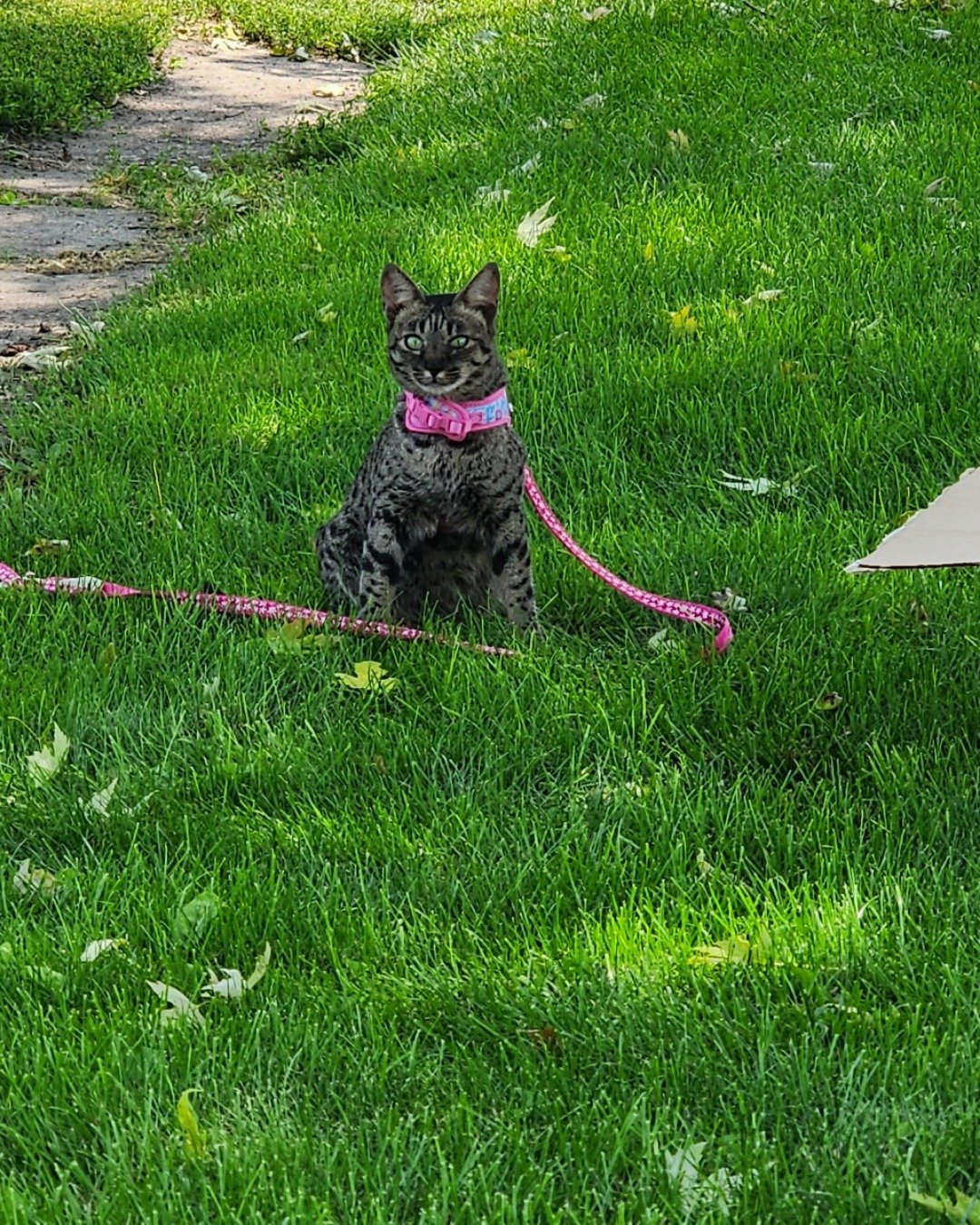Mona the Savannah. Grass, Plant, Accessories, Strap, Lawn, Herbal