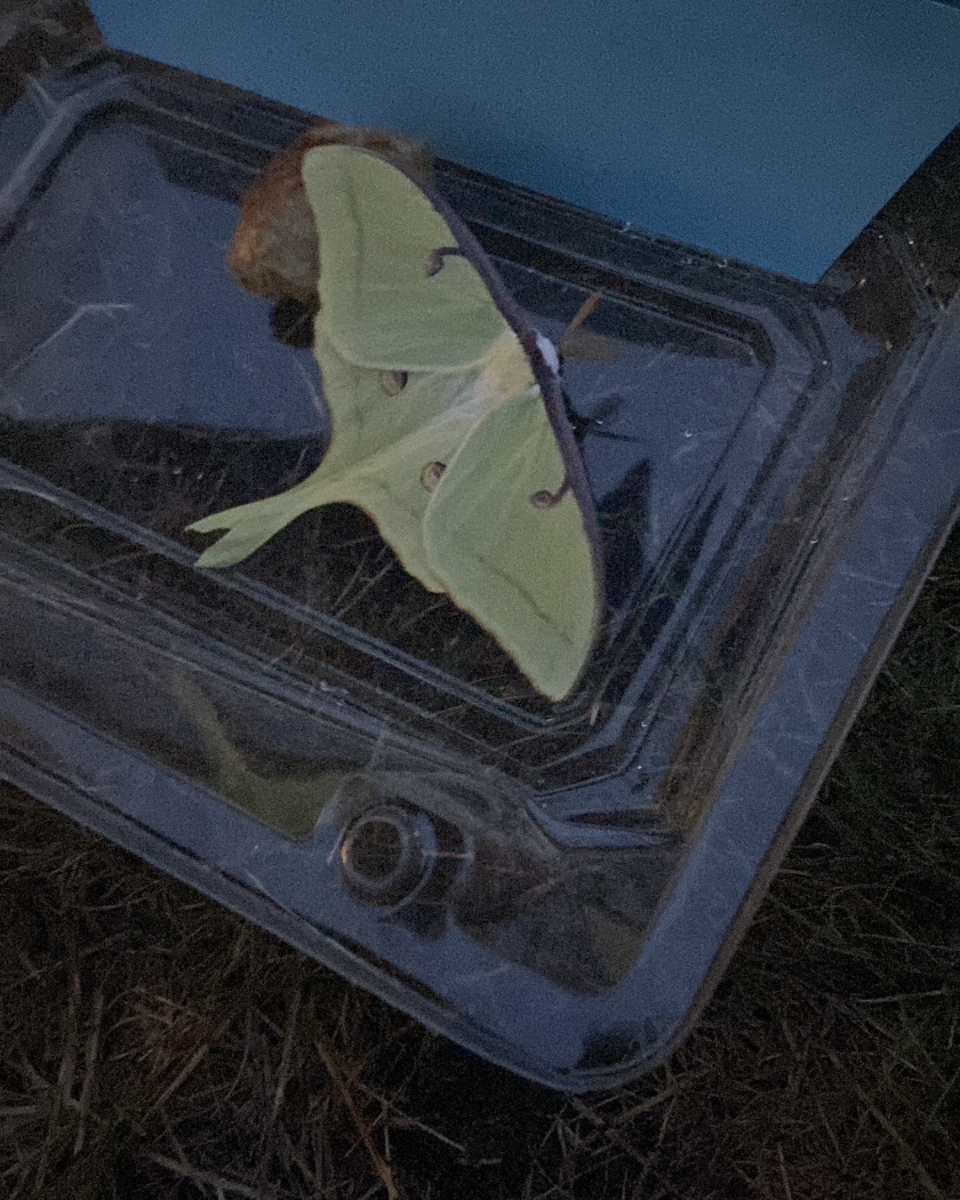 Bucky The Bull the Lunna Moth. Car, Transportation, Vehicle, Butterfly, Insect, Invertebrate