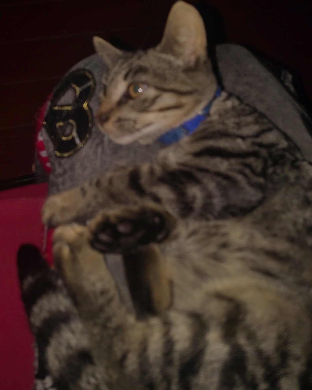 Zeus the domestic short hair. Cat, Couch, Furniture