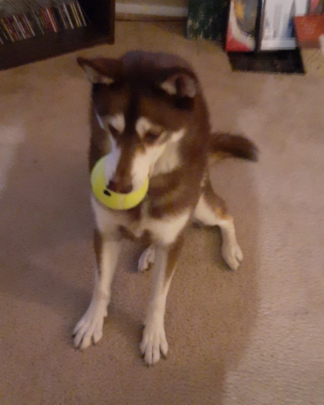 Nala the Siberian Husky — Dog, Husky, Puppy, Ball, Sport, Tennis