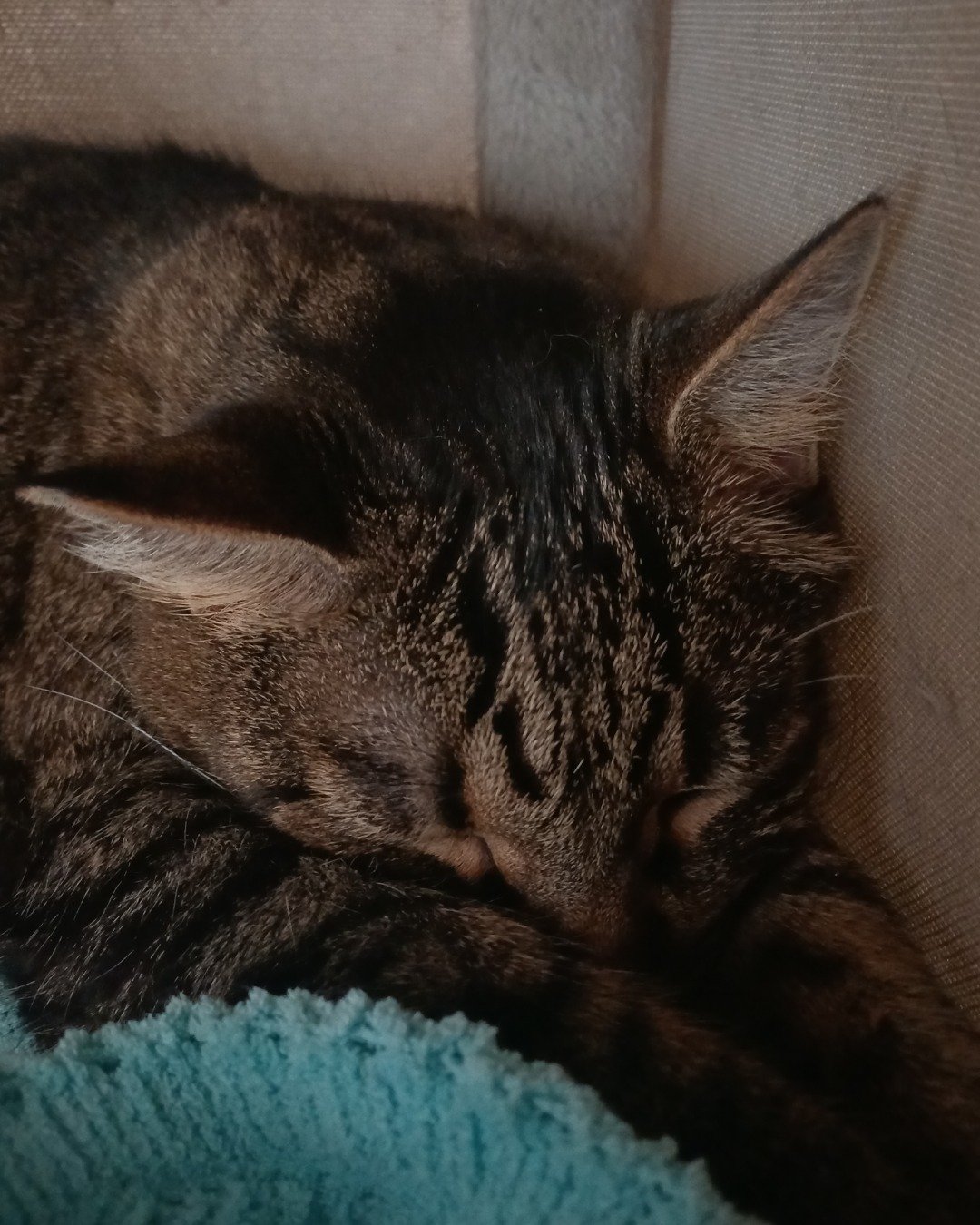 Micho the Tabby. Couch, Furniture, Person, Sleeping, Cat
