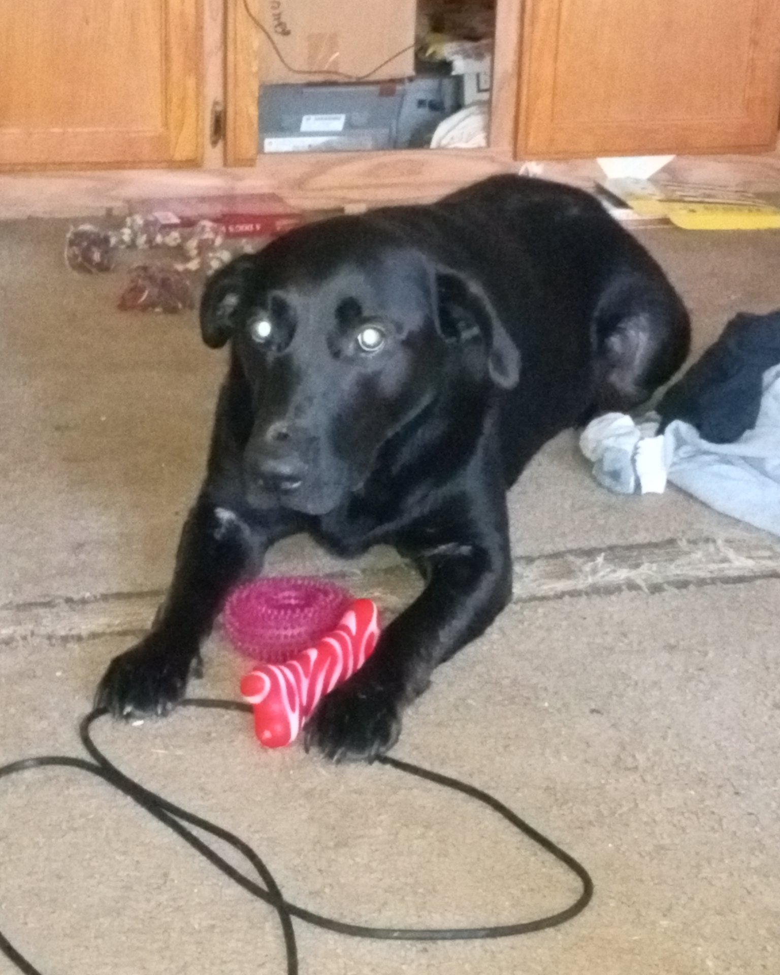 Titan the black Lab. Dog, Labrador Retriever, Puppy, Clothing, Footwear, Shoe