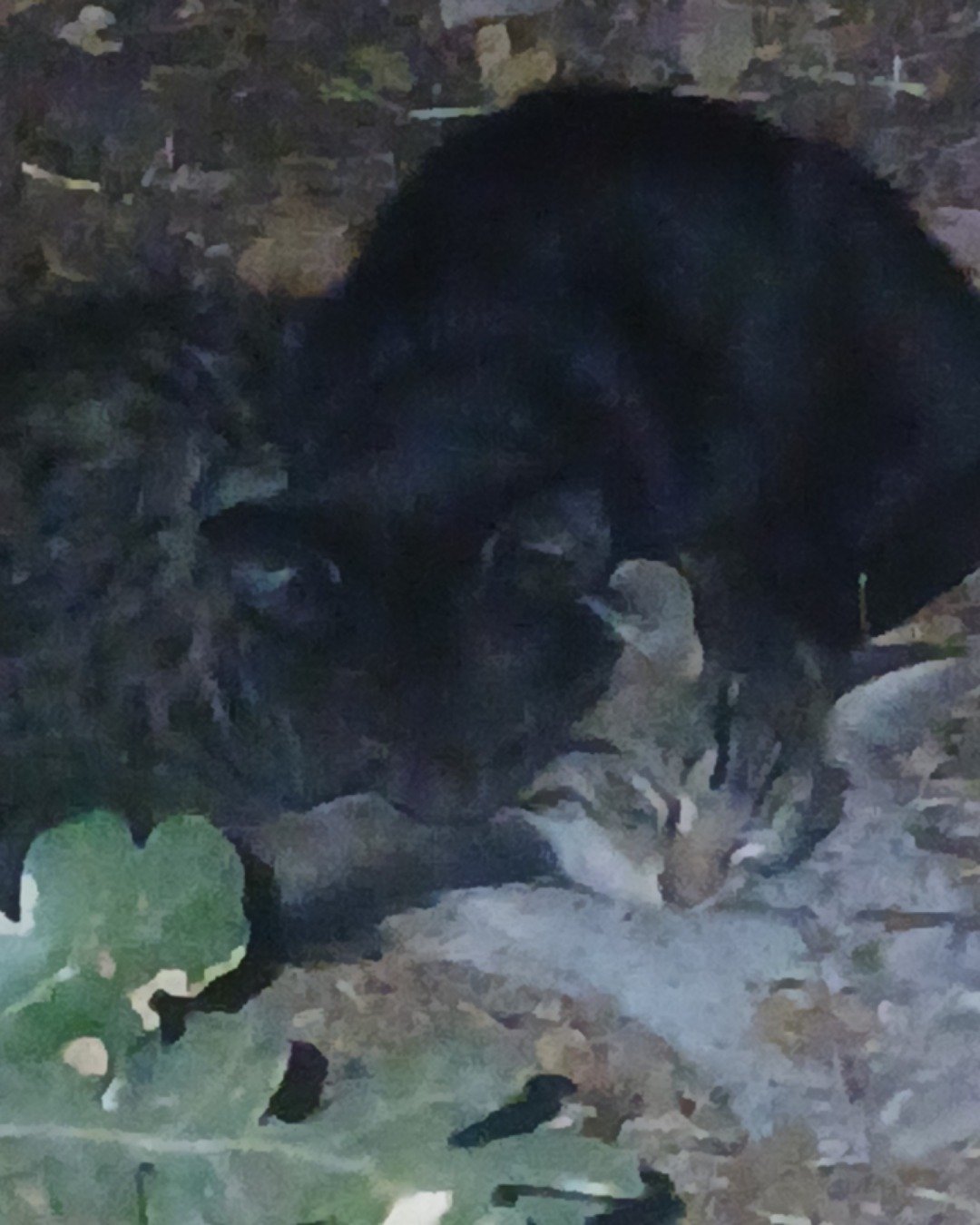 Baby Girl and Batgirl. Panther, Bear