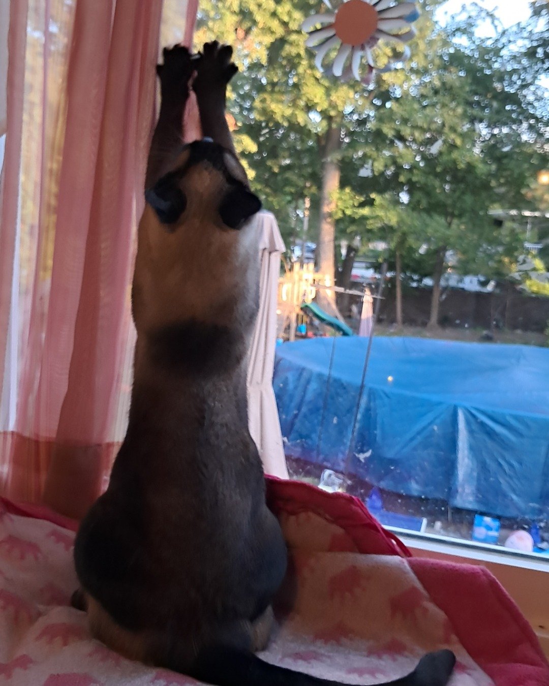 Luna🌙💫 (twin of Stella) the Siamese. Plant, Potted Plant, Dog, Tree, Puppy, Cat