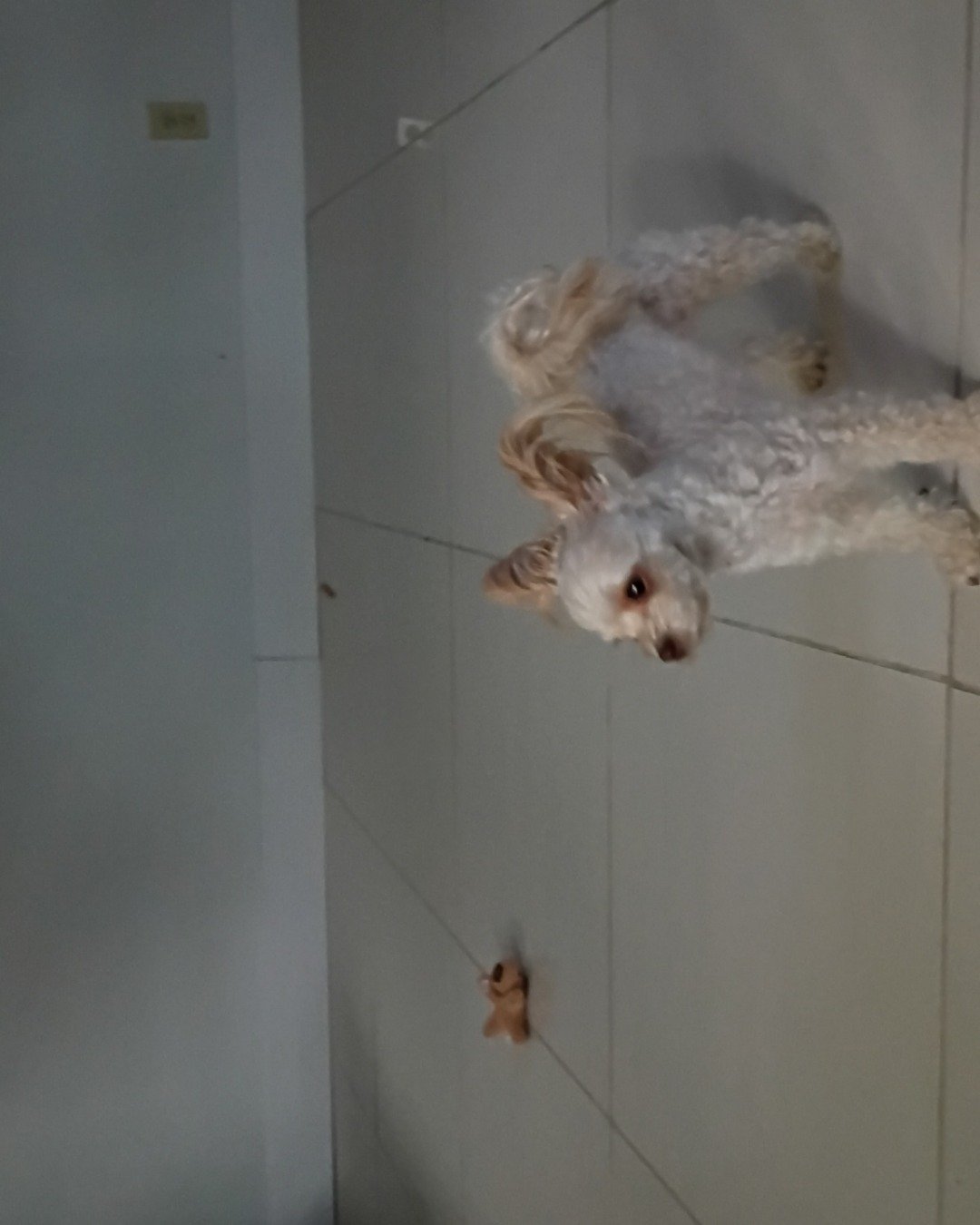Lola. Dog, Puppy, Poodle, Rat, Rodent, Furniture