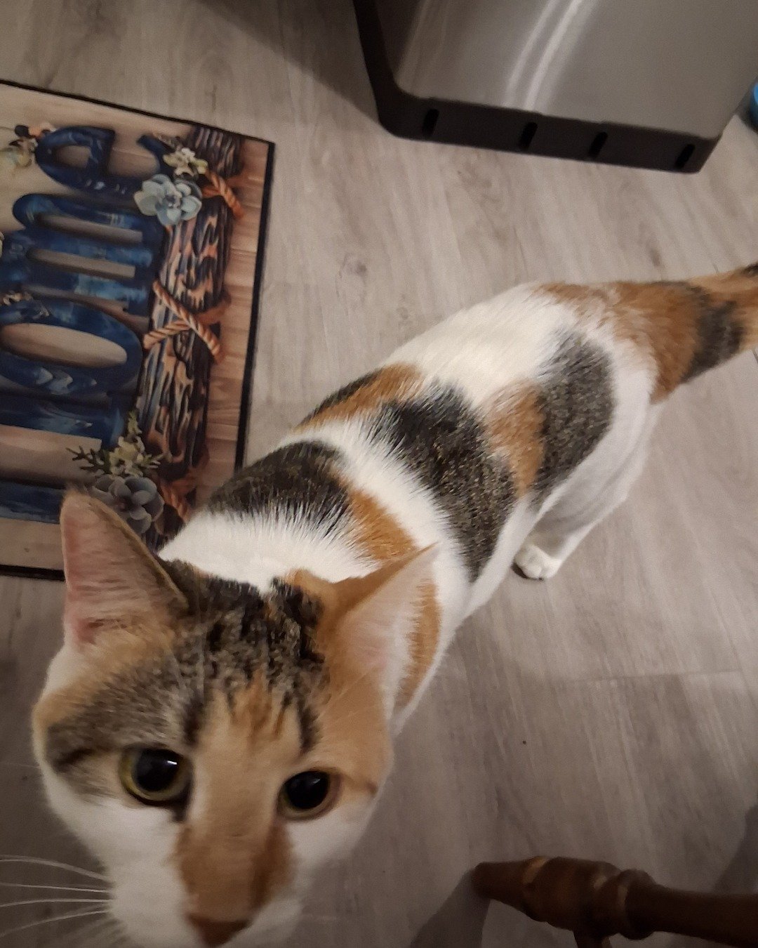 Callie the Calico maincoon. Wood, Cat, Kitten