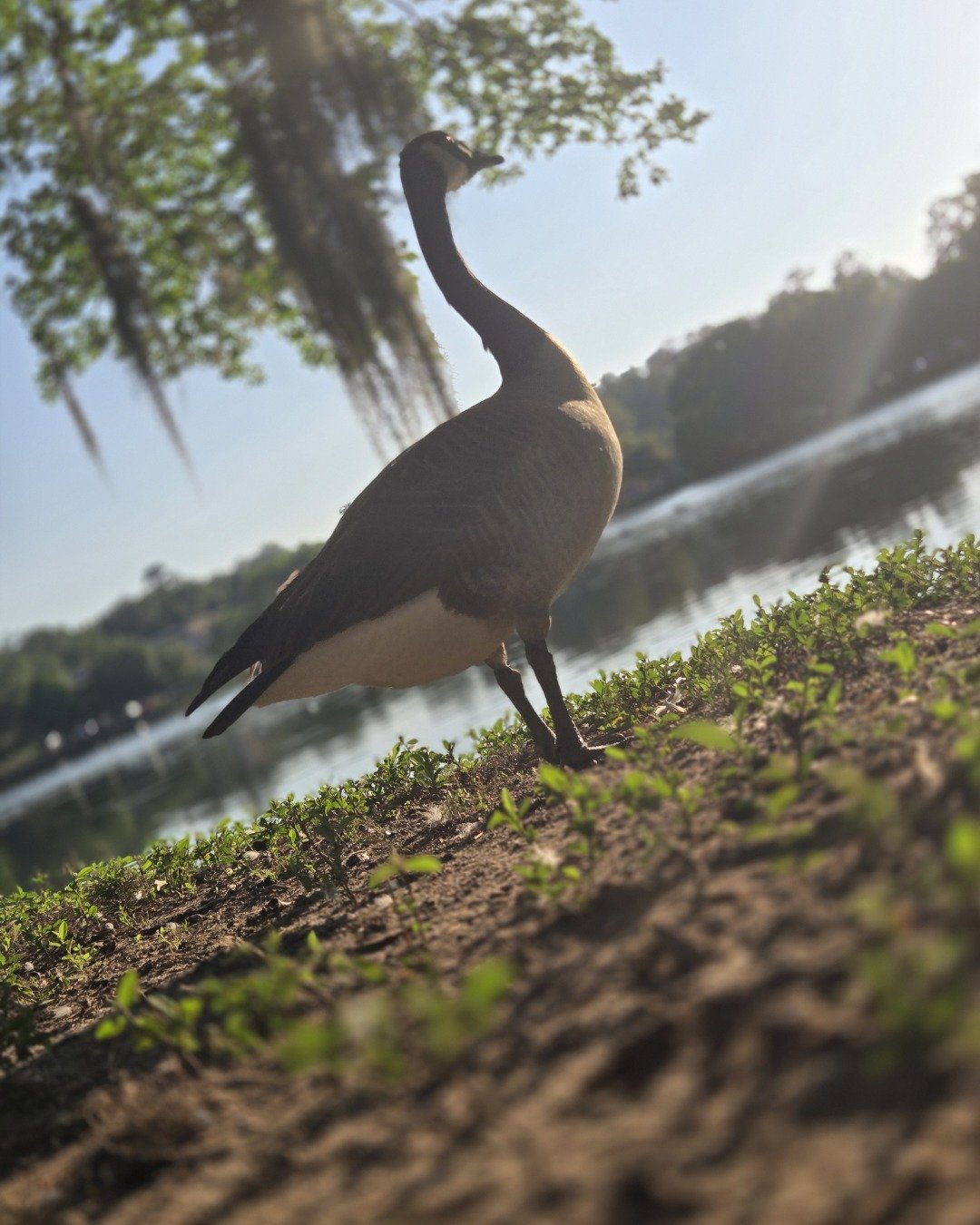 Mysterious Goose the Canada Goose. Bird, Goose, Waterfowl, Nature, Outdoors, Pond