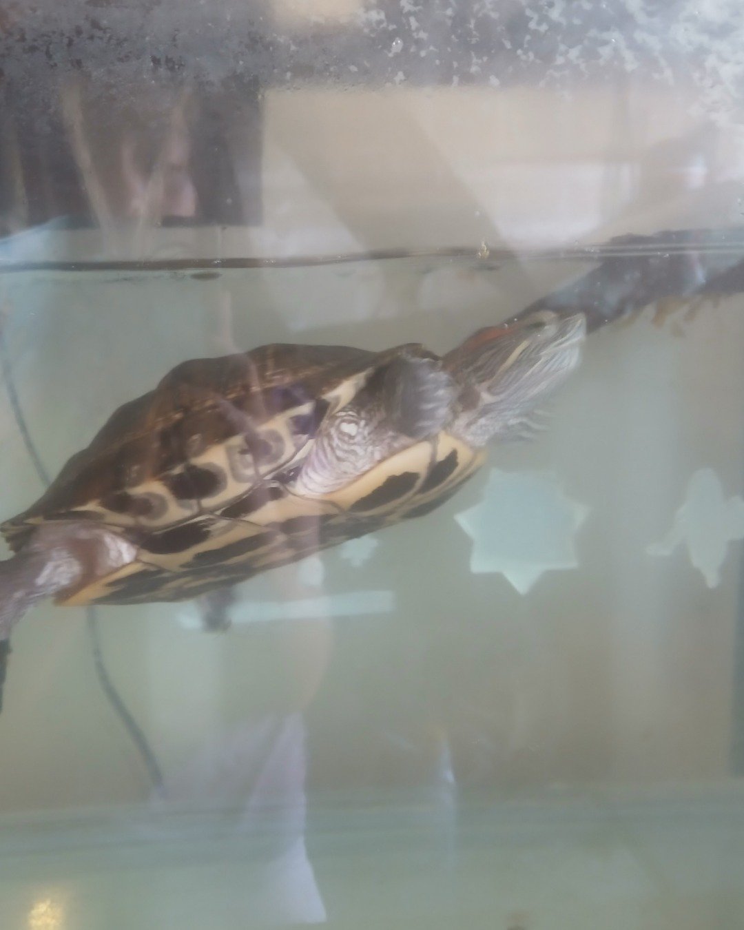 Tur-she. Bird, Sea Life, Reptile, Turtle, Box Turtle, Tortoise