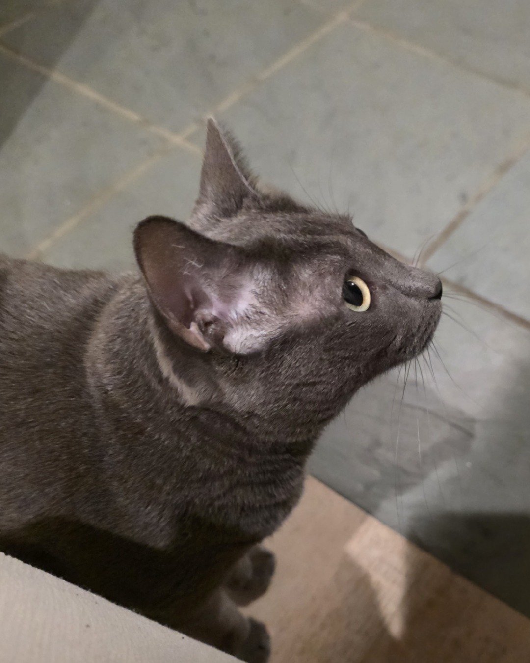 Cotton the Korat. Cat, Abyssinian