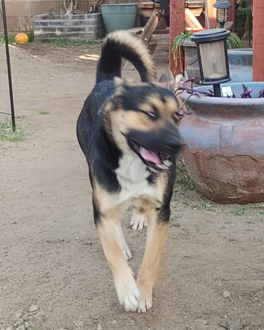 Obie the German shepherd mix. Computer Hardware, Electronics, Hardware, Monitor, Screen, Dog
