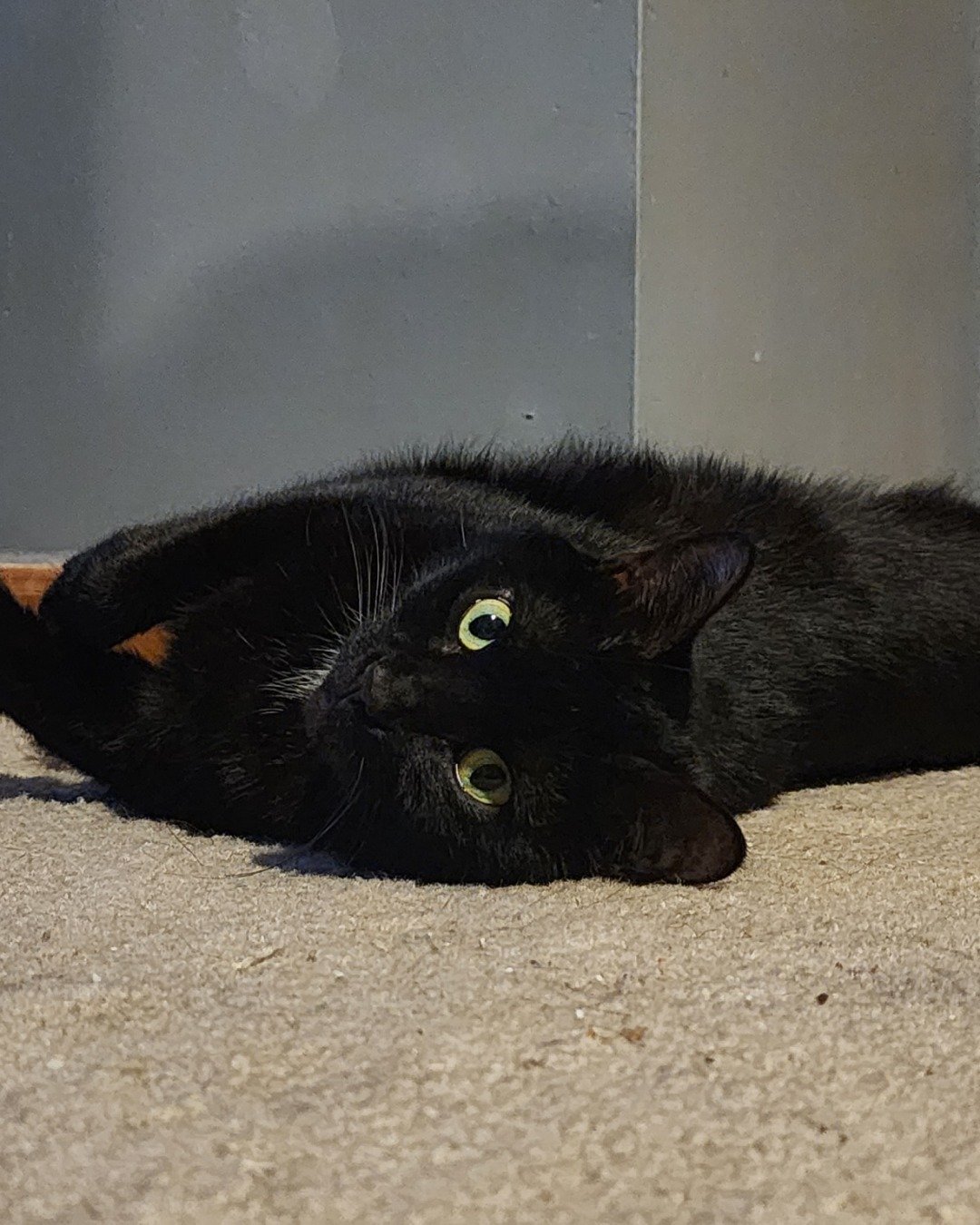 Unity. Black Cat, Cat