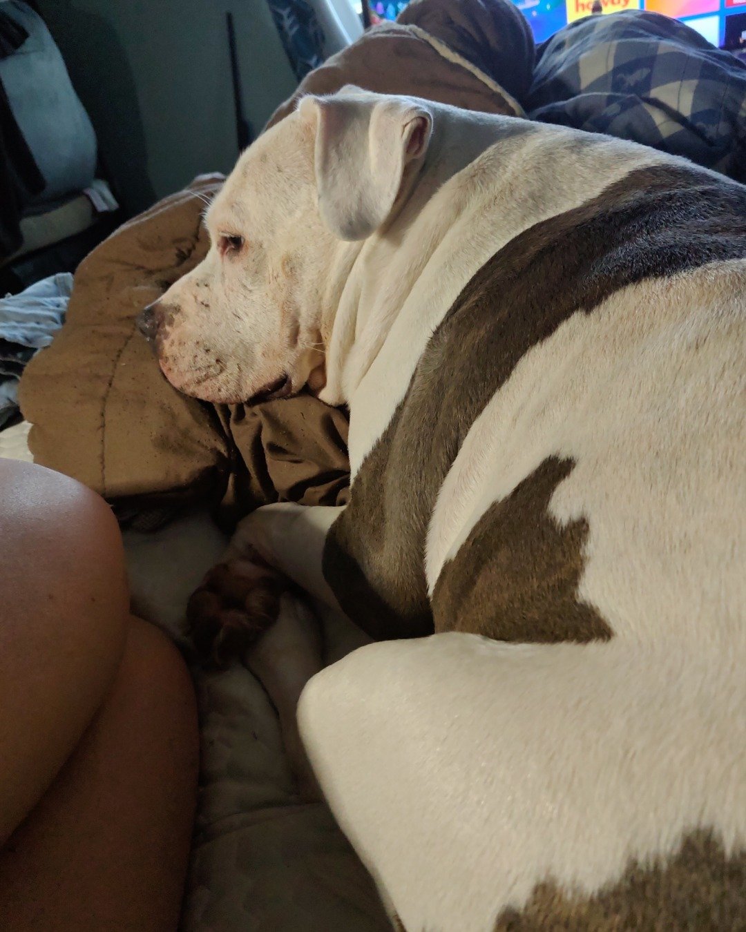 Kira the Pitbull. Bulldog, Dog, Pitbull, Couch, Furniture, Puppy