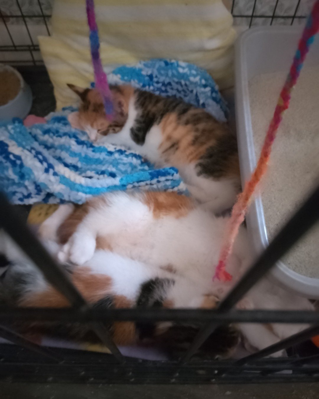 Calsifer the American Shorthair (I think). Cat, Kitten, Furniture, Person, Sleeping