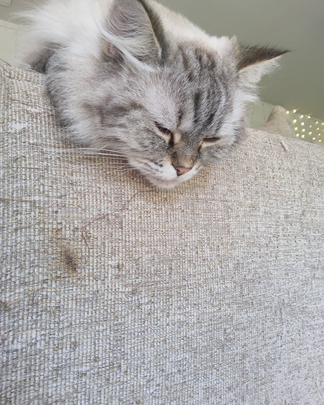 Luna the Persian Ragdoll. Home Decor, Linen, Cat, Kitten, Couch, Furniture
