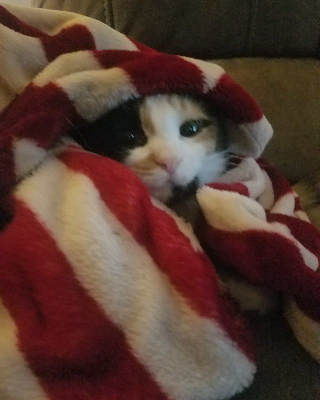 chèr the calico. Blanket, Cat, Kitten
