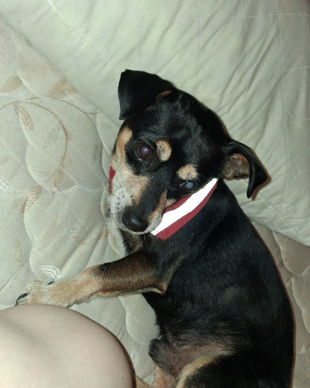 Turbo the Miniature pinscher. Dog, Puppy, Hound, Chihuahua