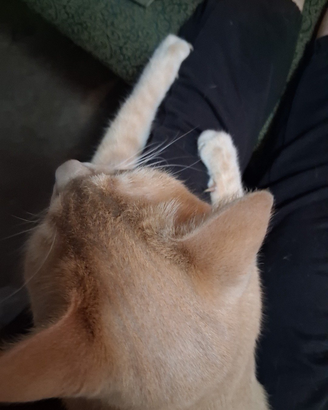 Mr. Orange. Cat, Abyssinian