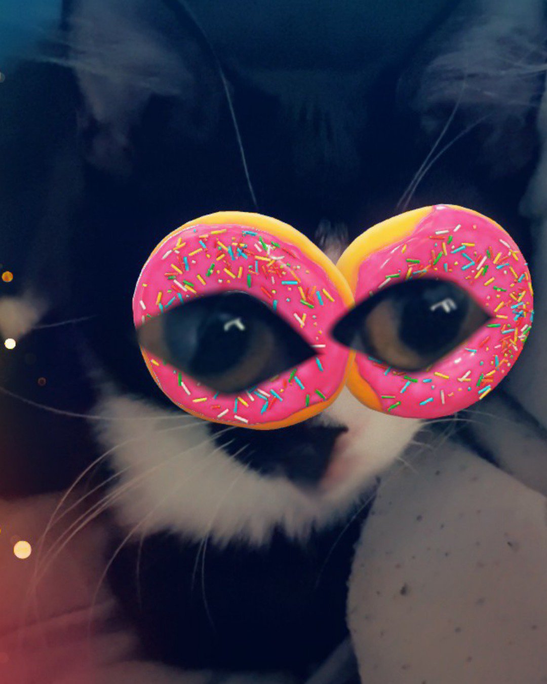 Olivier. Cat, Kitten, Person