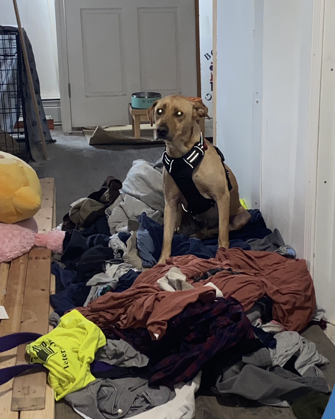Manny the Mutt. Dog, Laundry, Clothing, Glove