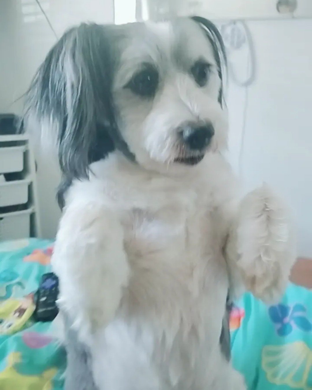Mardy. Dog, Puppy