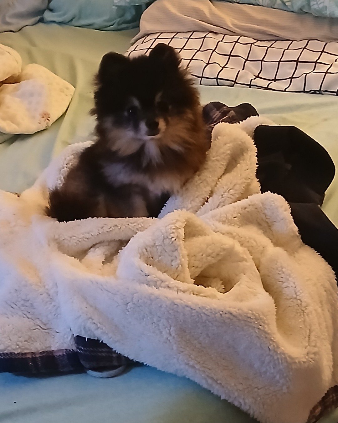 Millina Belle (Millie) the Pomeranian. Blanket, Dog, Puppy, Cat