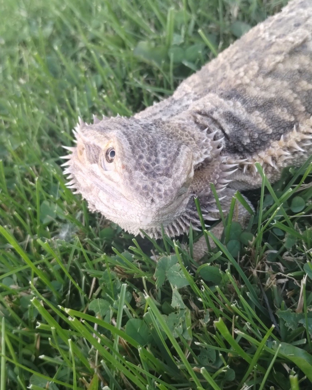 Scaley the Bearded Dragon. Iguana, Lizard, Reptile, Grass, Plant