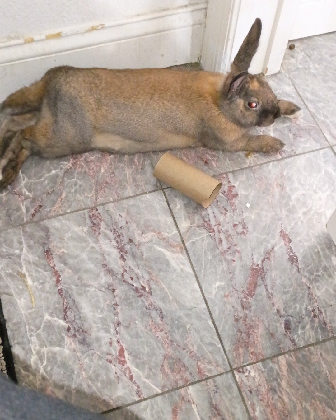Dravina the Bunny. Floor, Flooring, Dog, Slate