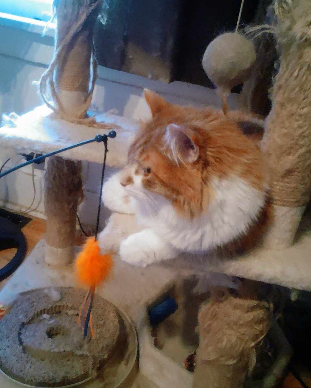 Lucky. Cat, Kitten