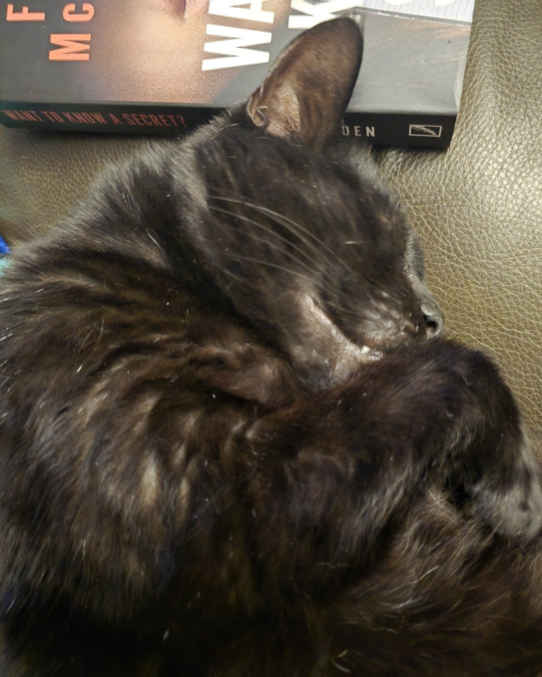 Whiskey. Cat