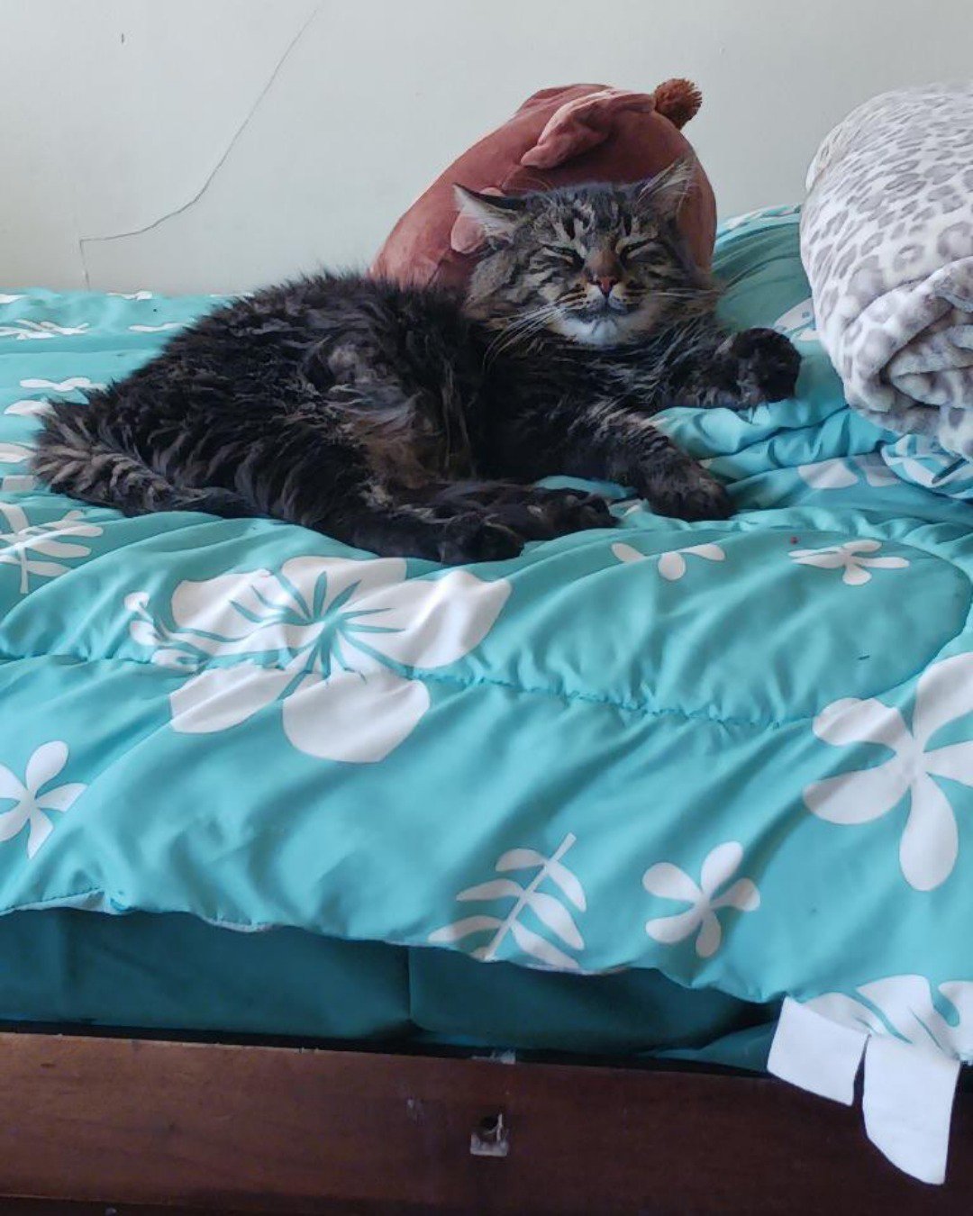 Bartholomew the first the Main coon. Blanket, Furniture, Cat, Bed, Cushion, Home Decor