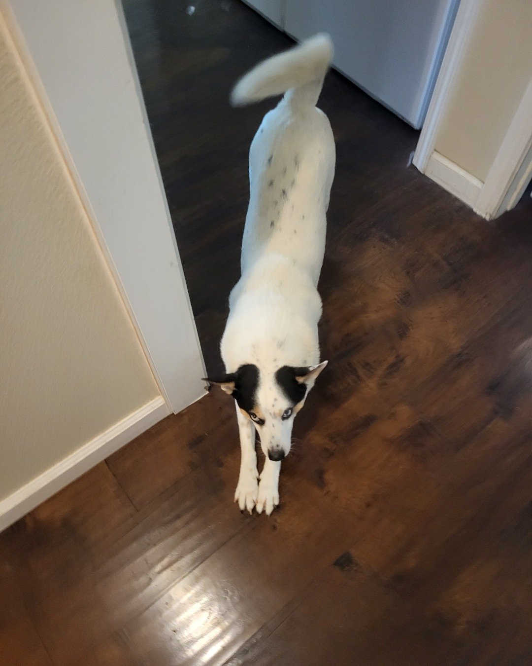 Billy the 1/4 Chihuahua 3/4 Queensland healer. Floor, Flooring, Wood, Hardwood, Dog, Indoors