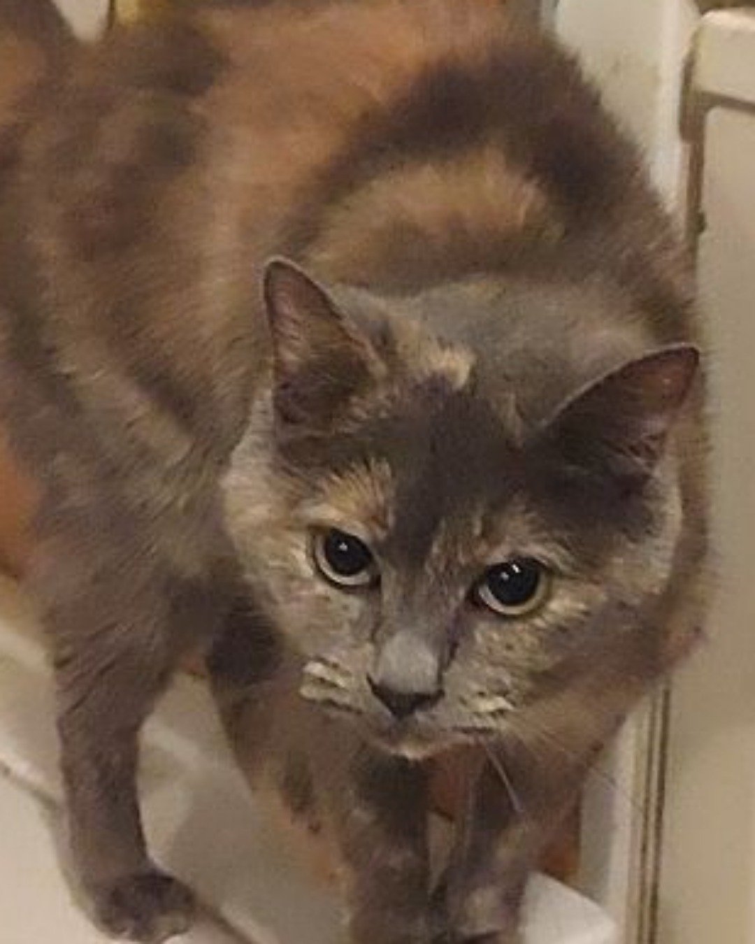 puff the tortoise Shell. Cat, Abyssinian