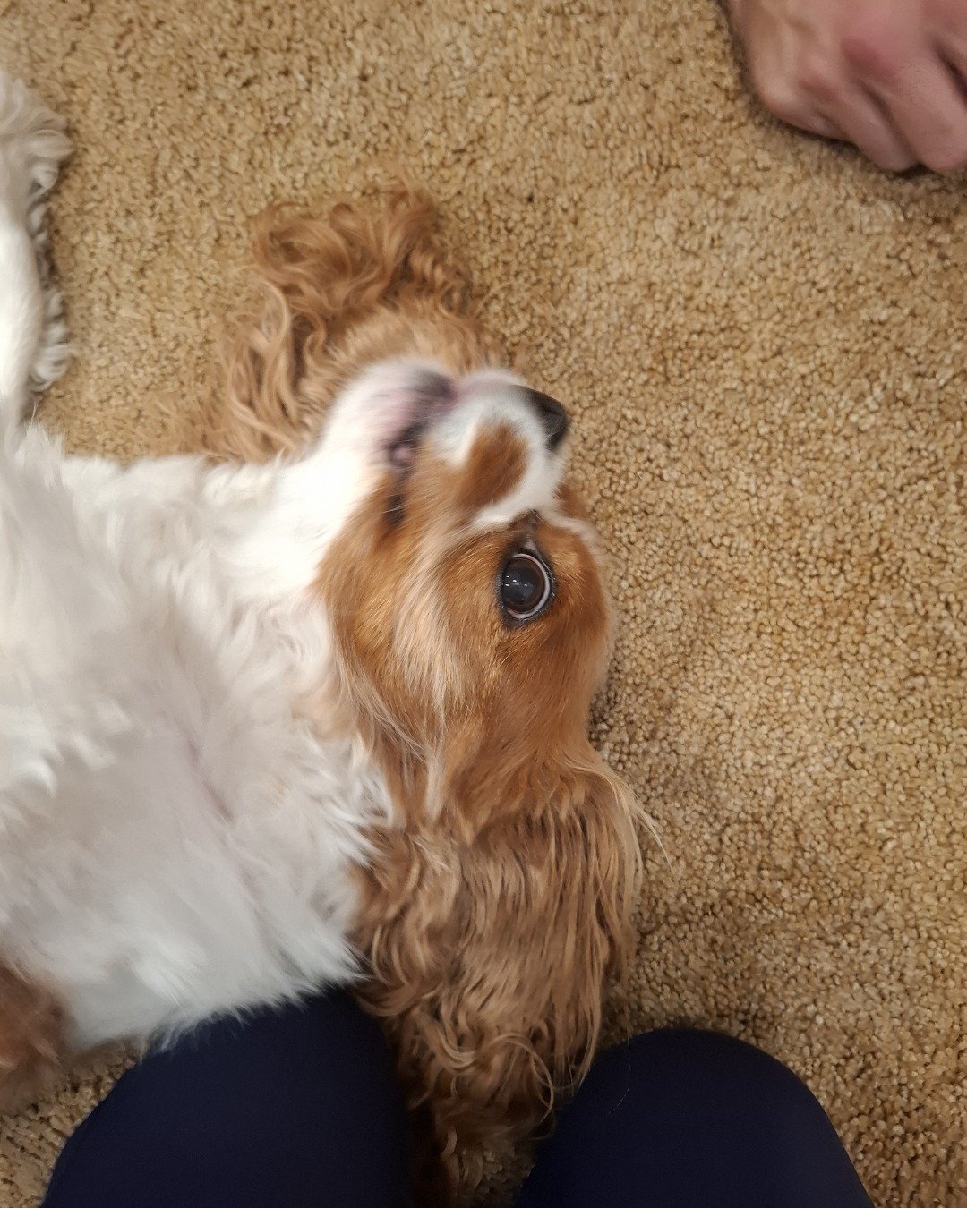 Arya the Cavalier King Charles Spaniel. Dog, Puppy, Cocker Spaniel