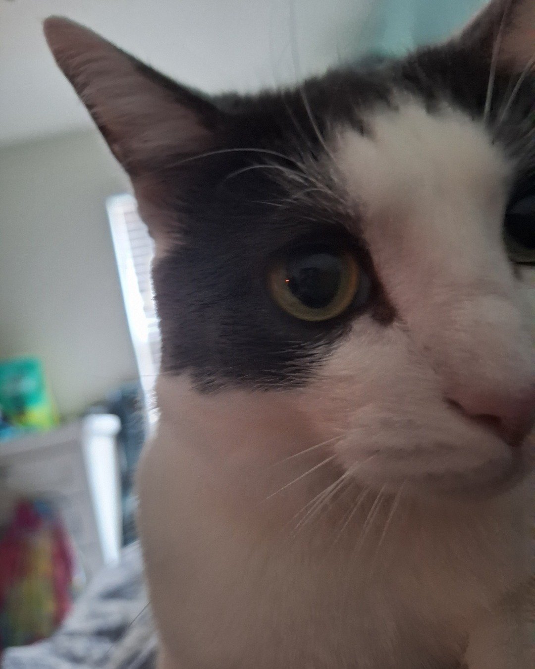 Cloudfur the American Shorthair. Cat, Kitten