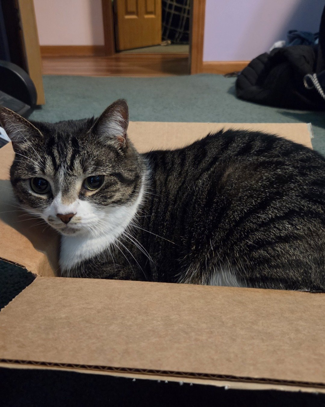 Star the mix. Box, Cat, Manx
