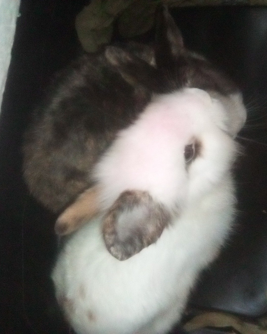 stormy the Dutch dwarf rabbit. Rabbit, Dog, Hare, Rodent