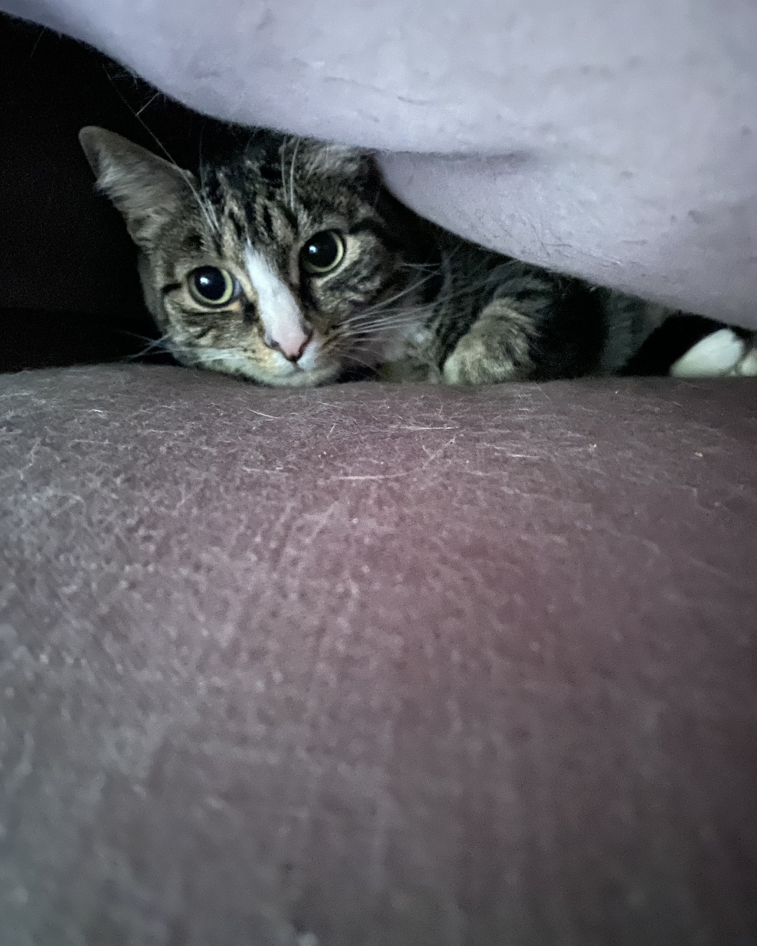 Ghosty the American Short Hair. Cat, Kitten, Manx