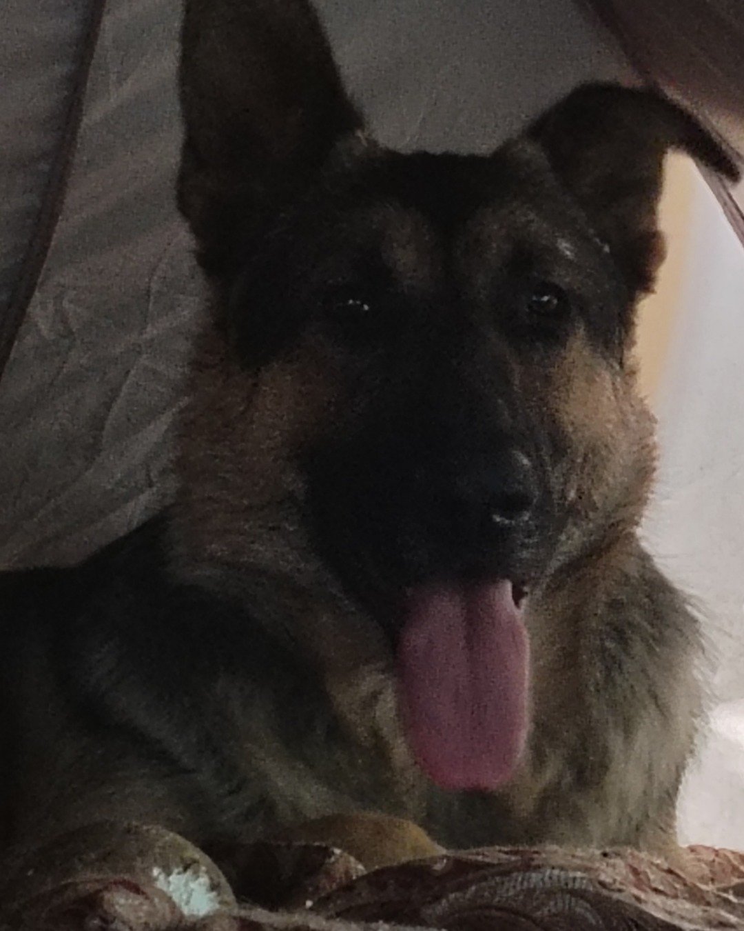 Rascal the German Shepherd. Dog, German Shepherd, Bear