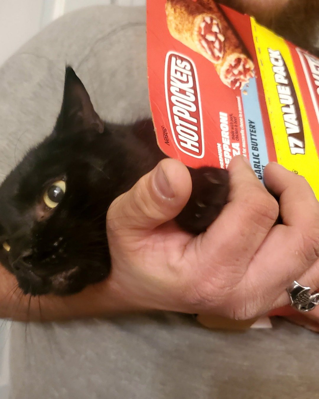 Whiskey. Cat, Bread, Food, Black Cat