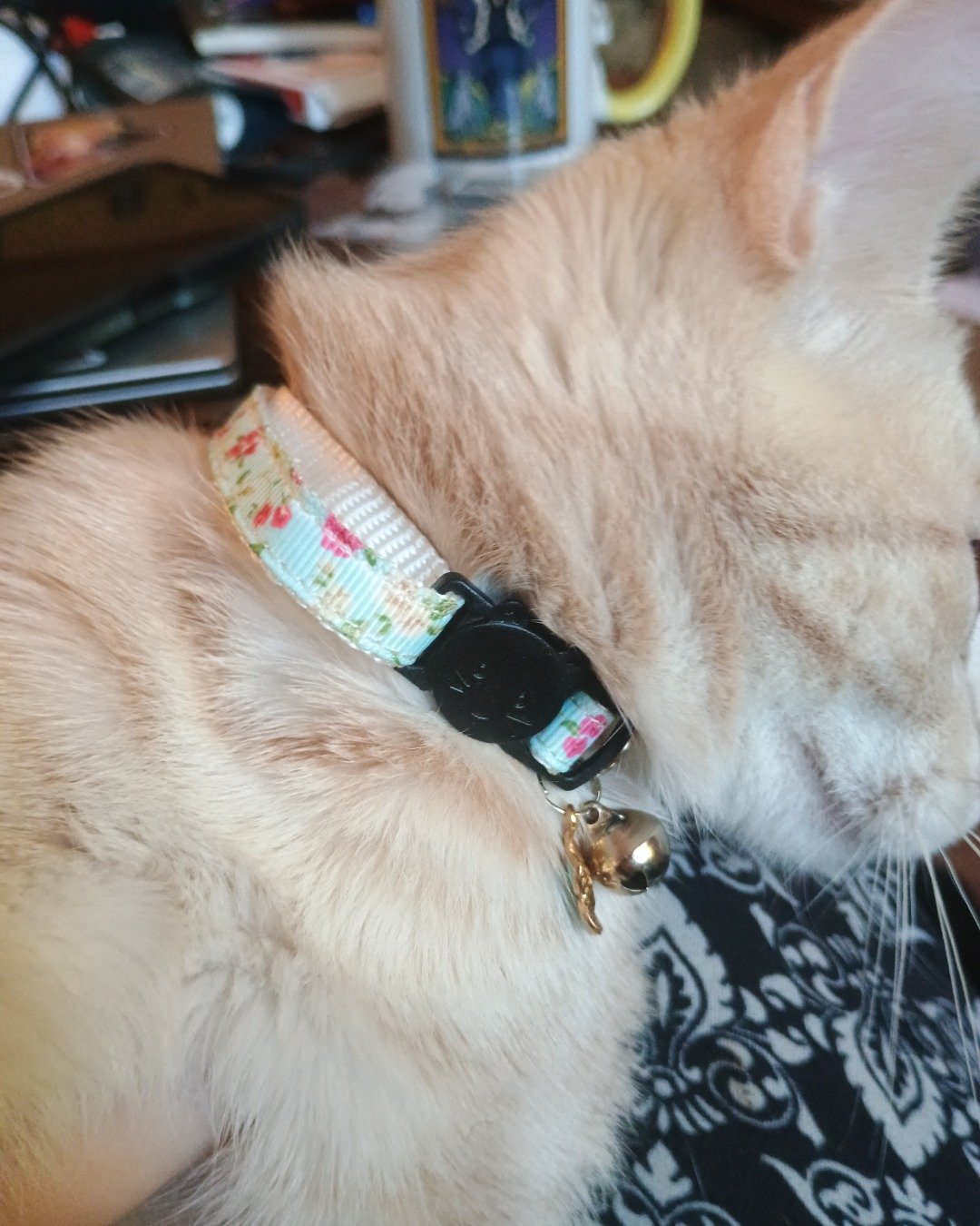 Aphrodite the orange cat. Accessories, Strap, Collar, Dog