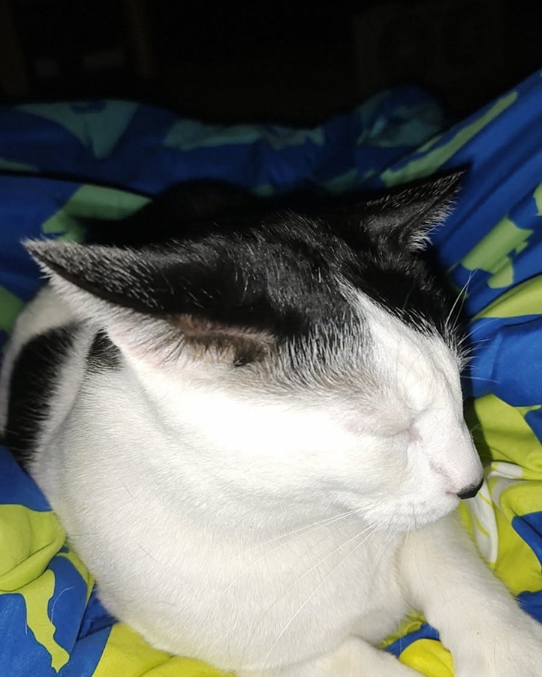 𝑛𝑒𝑘𝑜 the 𝑐𝑎𝑡. Person, Sleeping, Cat, Furniture